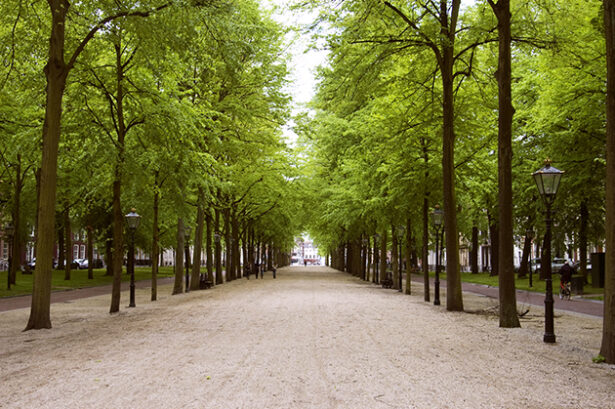 Lang Voorhout, Den Haag