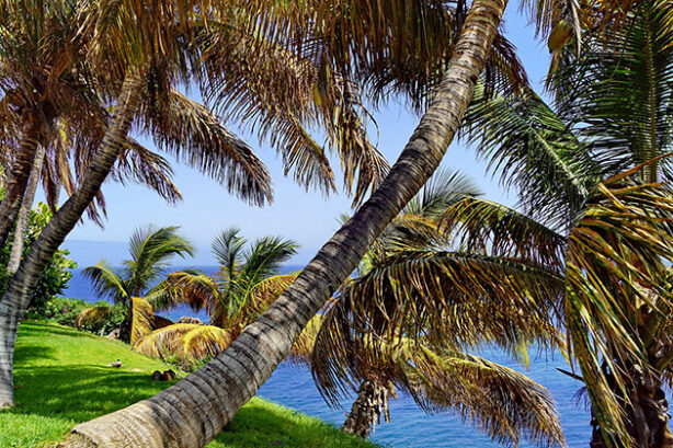 Palmetum, Tenerife