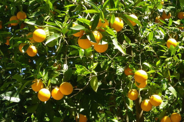 Sinaasappelen (foto Joost van der Meent)